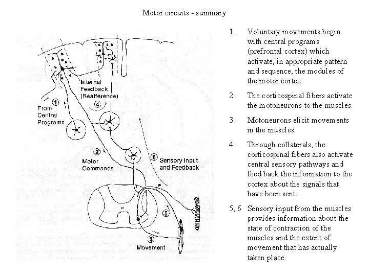 Motor circuits - summary 1. Voluntary movements begin with central programs (prefrontal cortex) which