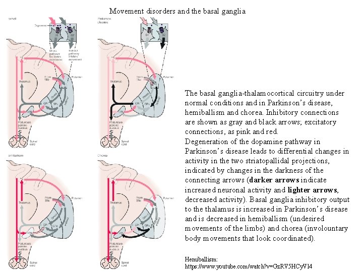 Movement disorders and the basal ganglia The basal ganglia-thalamocortical circuitry under normal conditions and