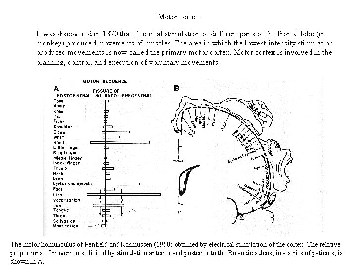 Motor cortex It was discovered in 1870 that electrical stimulation of different parts of