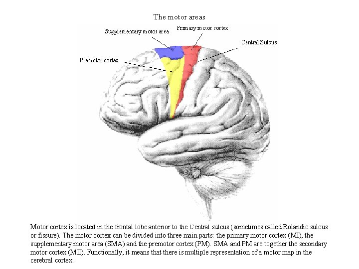 The motor areas Motor cortex is located in the frontal lobe anterior to the