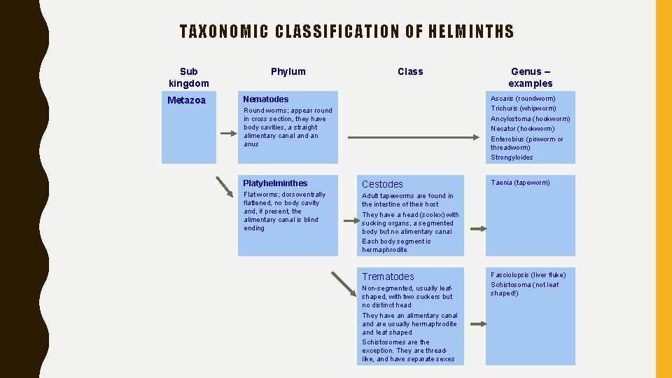 TAXONOMIC CLASSIFICATION OF HELMINTHS Sub kingdom Metazoa Phylum Class Genus – examples Ascaris (roundworm)