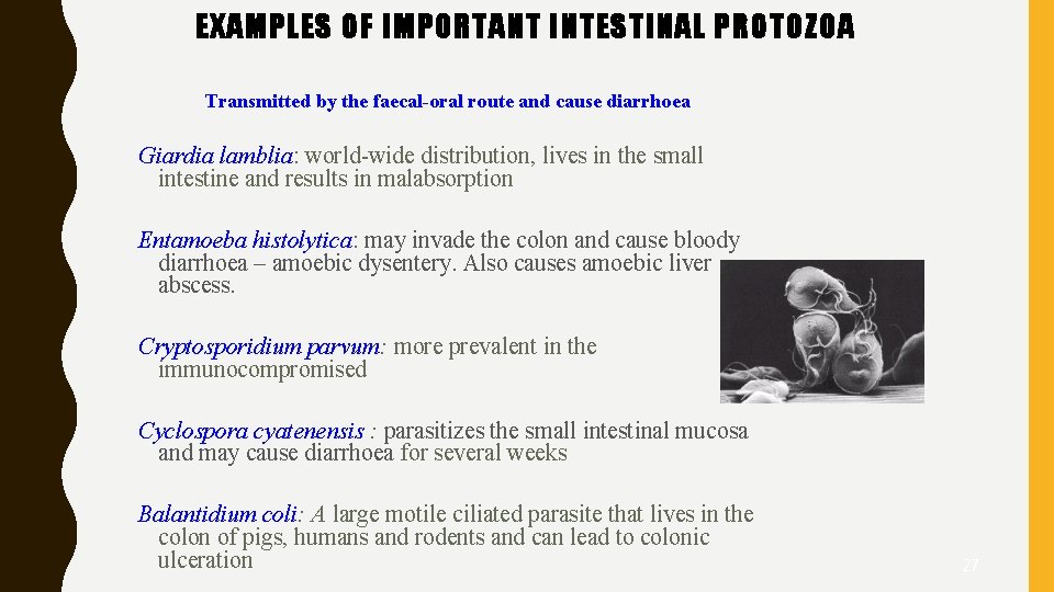 EXAMPLES OF IMPORTANT INTESTINAL PROTOZOA Transmitted by the faecal-oral route and cause diarrhoea Giardia