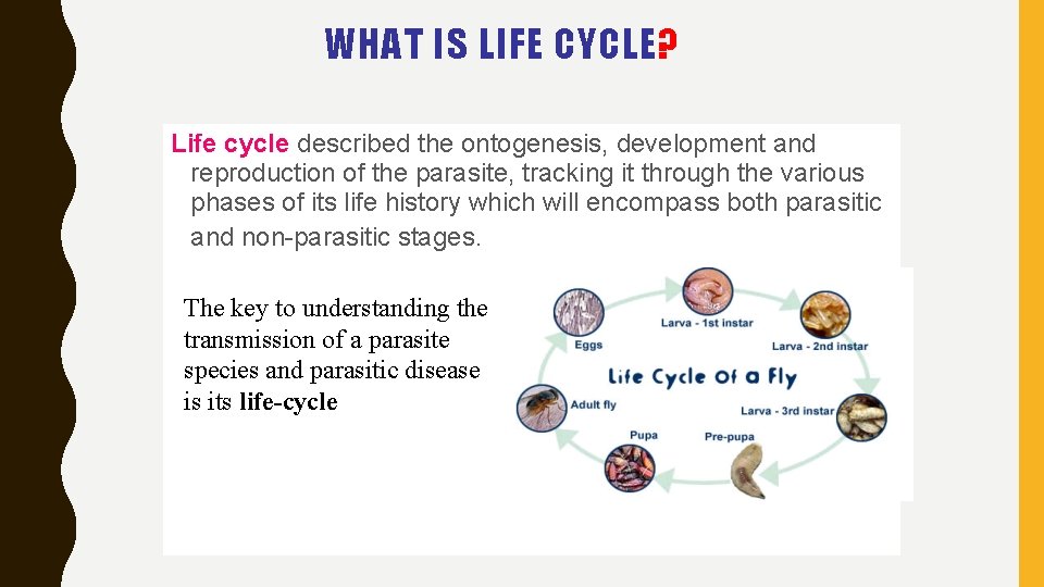 WHAT IS LIFE CYCLE? Life cycle described the ontogenesis, development and reproduction of the