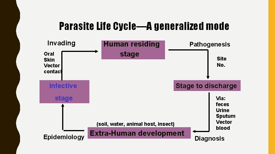Parasite Life Cycle—A generalized mode Invading Oral Skin Vector contact Human residing stage Infective