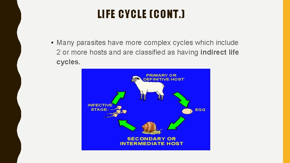LIFE CYCLE (CONT. ) • Many parasites have more complex cycles which include 2
