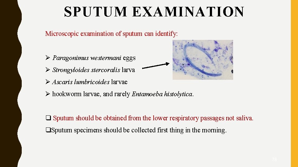 SPUTUM EXAMINATION Microscopic examination of sputum can identify: Ø Paragonimus westermani eggs Ø Strongyloides