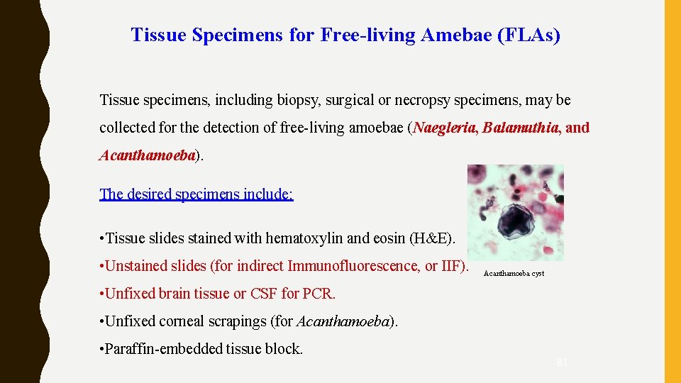 Tissue Specimens for Free-living Amebae (FLAs) Tissue specimens, including biopsy, surgical or necropsy specimens,