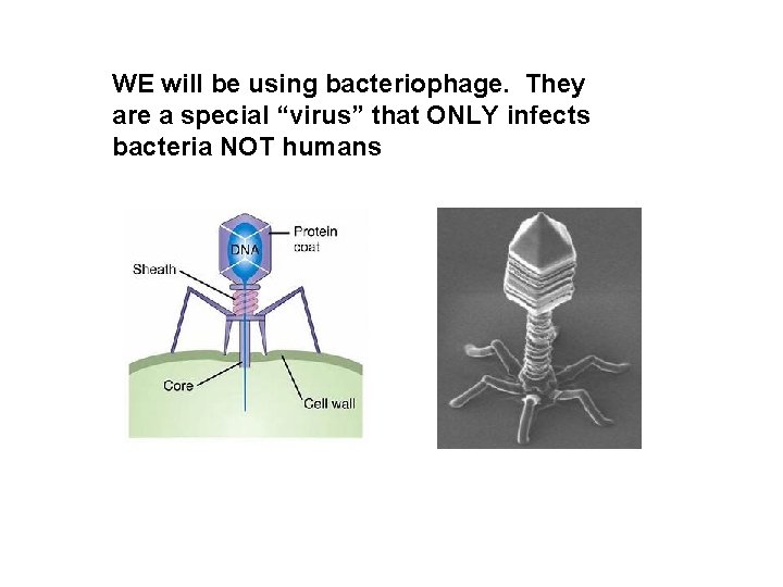 WE will be using bacteriophage. They are a special “virus” that ONLY infects bacteria