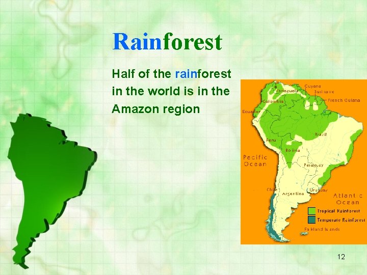 Rainforest Half of the rainforest in the world is in the Amazon region 12