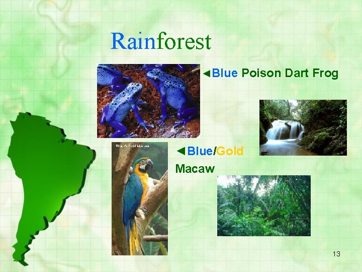 Rainforest ◄Blue Poison Dart Frog ◄Blue/Gold Macaw 13 