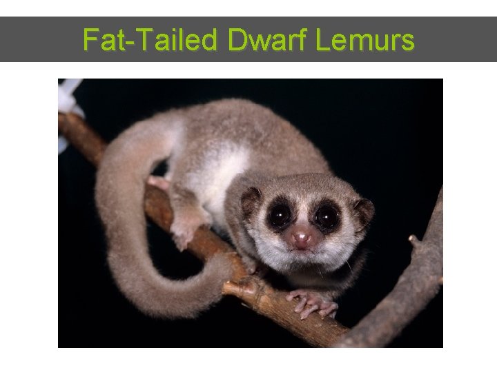 Fat-Tailed Dwarf Lemurs 