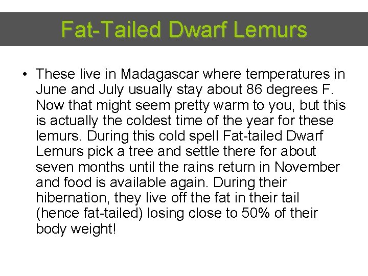 Fat-Tailed Dwarf Lemurs • These live in Madagascar where temperatures in June and July