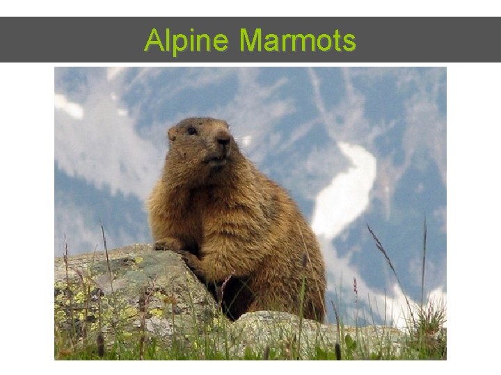 Alpine Marmots 