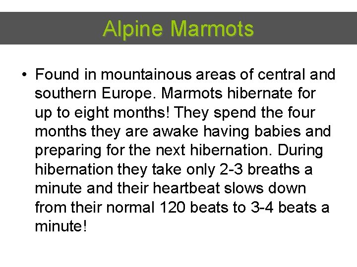 Alpine Marmots • Found in mountainous areas of central and southern Europe. Marmots hibernate