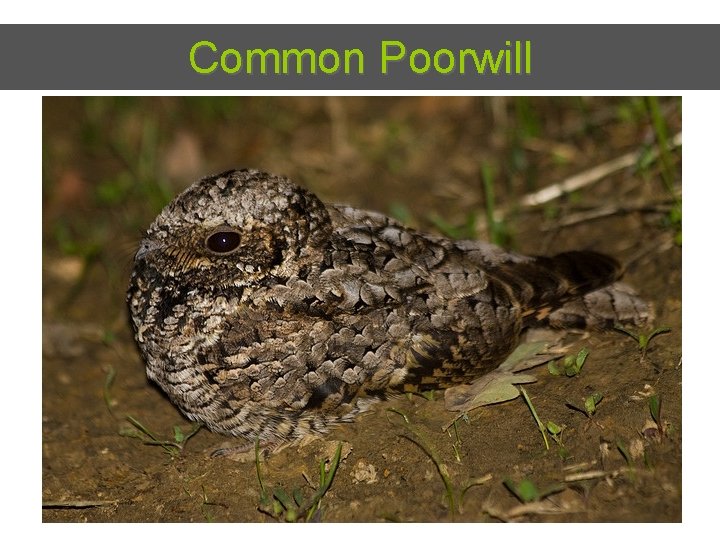 Common Poorwill 