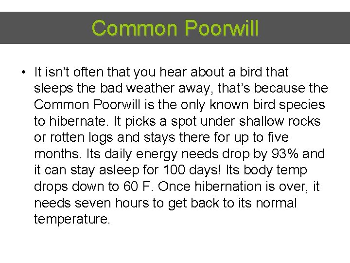 Common Poorwill • It isn’t often that you hear about a bird that sleeps