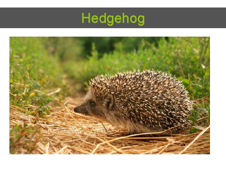 Hedgehog 