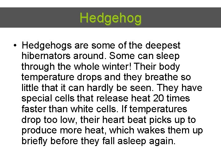 Hedgehog • Hedgehogs are some of the deepest hibernators around. Some can sleep through