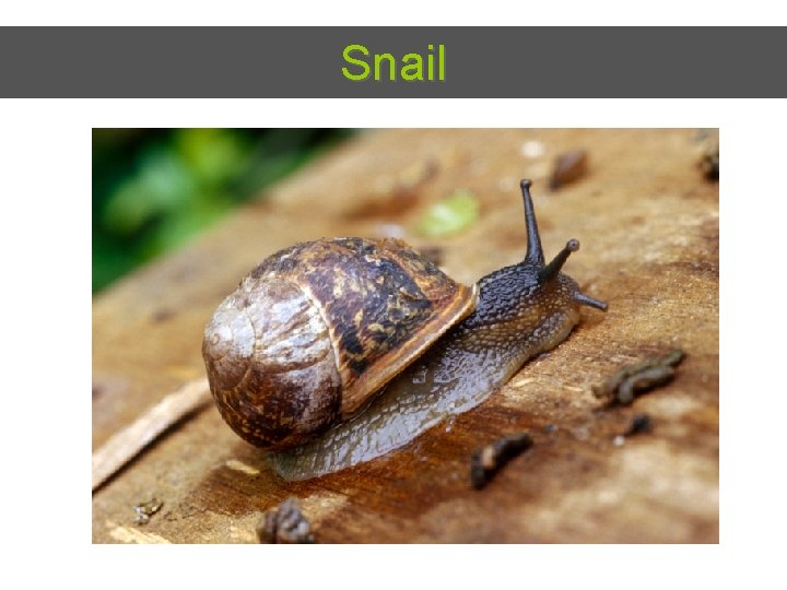 Snail 