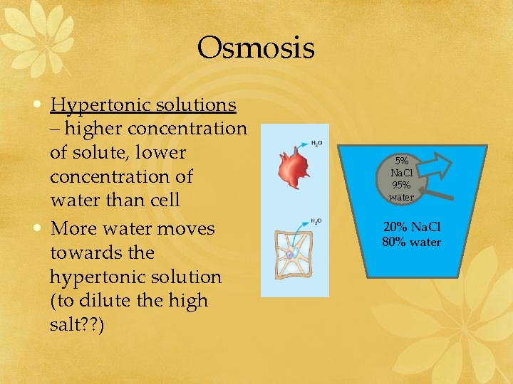 Osmosis • Hypertonic solutions – higher concentration of solute, lower concentration of water than