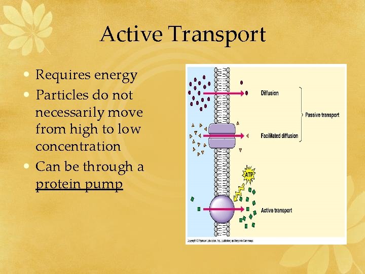 Active Transport • Requires energy • Particles do not necessarily move from high to
