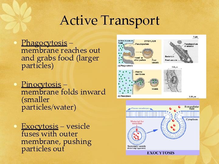 Active Transport • Phagocytosis – membrane reaches out and grabs food (larger particles) •