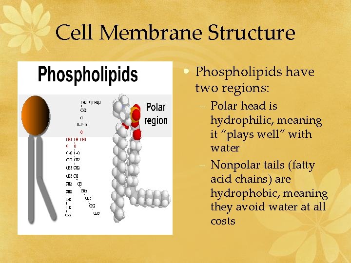 Cell Membrane Structure • Phospholipids have two regions: – Polar head is hydrophilic, meaning
