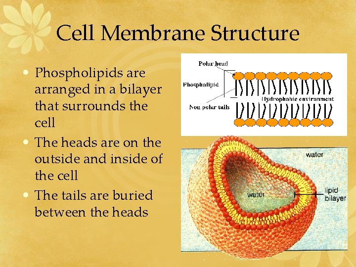 Membranes and Diffusion Cell Membrane Structure Phospholipids have