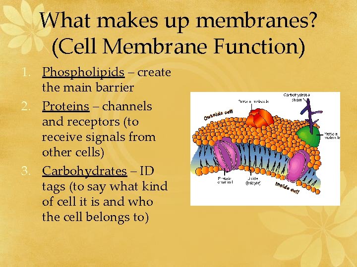 Membranes and Diffusion Cell Membrane Structure Phospholipids have