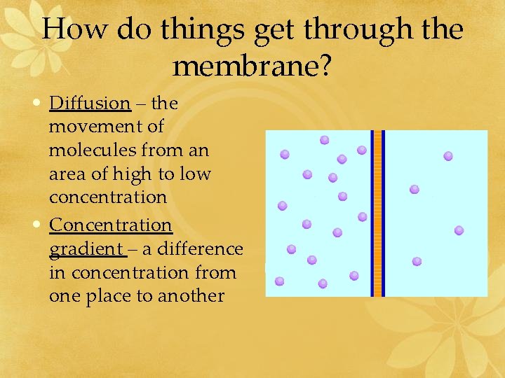 How do things get through the membrane? • Diffusion – the movement of molecules