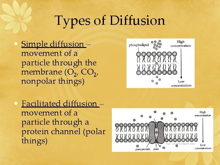 Types of Diffusion • Simple diffusion – movement of a particle through the membrane