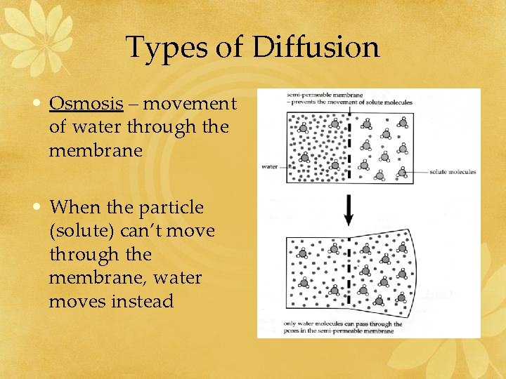 Types of Diffusion • Osmosis – movement of water through the membrane • When