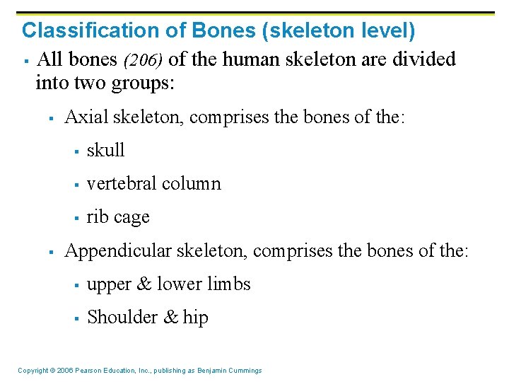 Classification of Bones (skeleton level) § All bones (206) of the human skeleton are