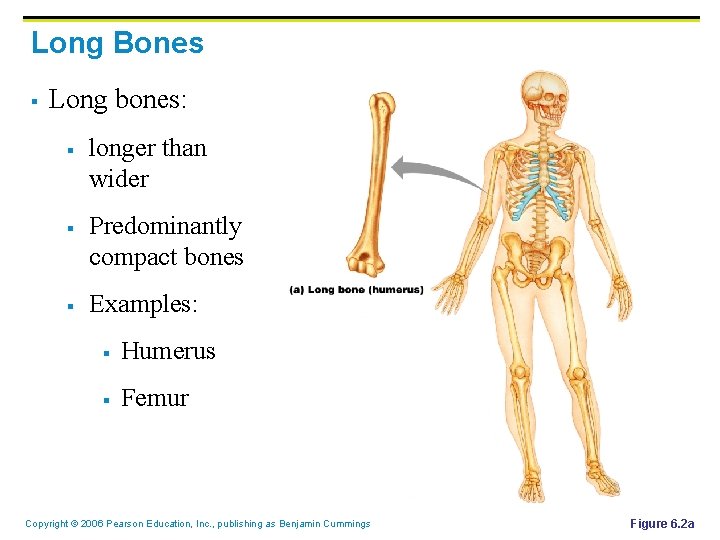 Long Bones § Long bones: § § § longer than wider Predominantly compact bones