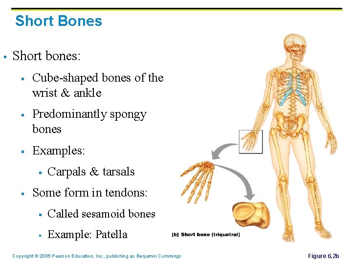 Short Bones § Short bones: § § § Cube-shaped bones of the wrist &