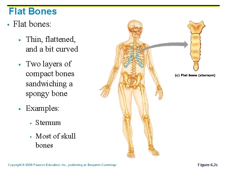 Flat Bones § Flat bones: § § § Thin, flattened, and a bit curved