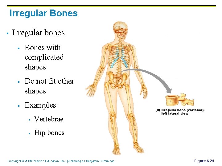 Irregular Bones § Irregular bones: § § § Bones with complicated shapes Do not