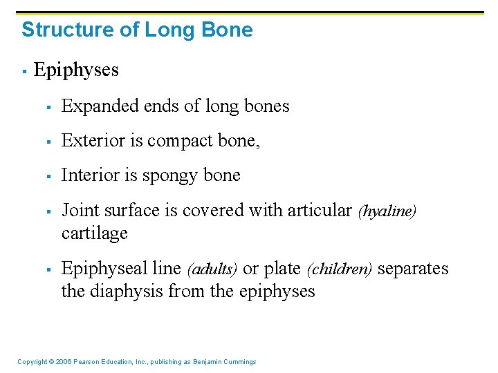 Structure of Long Bone § Epiphyses § Expanded ends of long bones § Exterior
