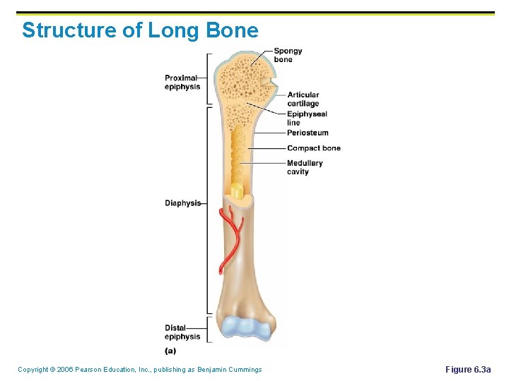 Structure of Long Bone Copyright © 2006 Pearson Education, Inc. , publishing as Benjamin