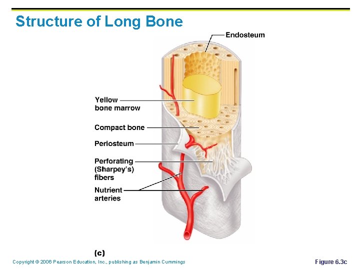 Structure of Long Bone Copyright © 2006 Pearson Education, Inc. , publishing as Benjamin