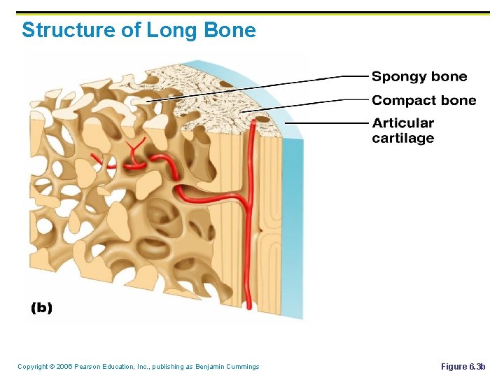 Structure of Long Bone Copyright © 2006 Pearson Education, Inc. , publishing as Benjamin