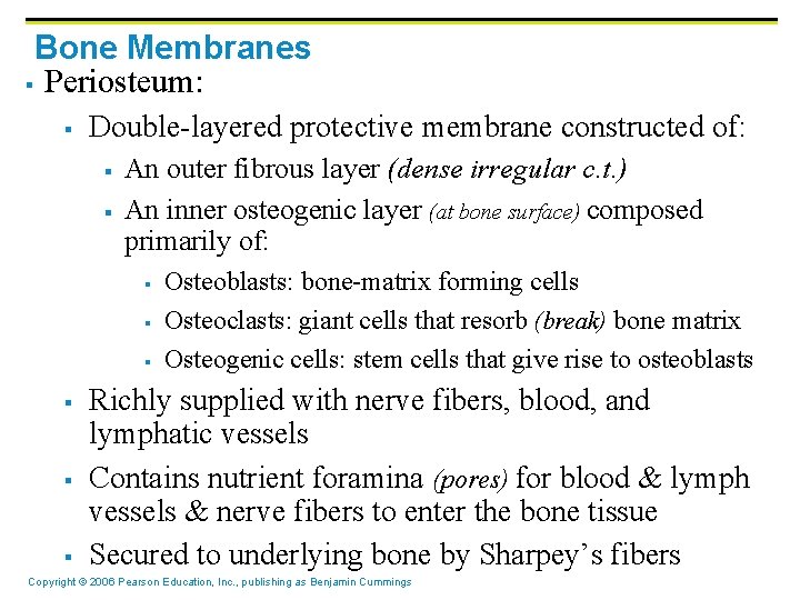 Bone Membranes § Periosteum: § Double-layered protective membrane constructed of: § § An outer