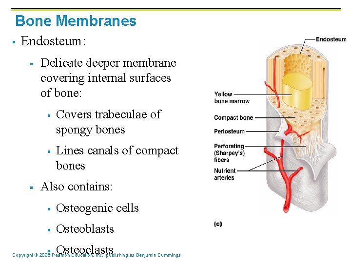 Bone Membranes § Endosteum: § Delicate deeper membrane covering internal surfaces of bone: §