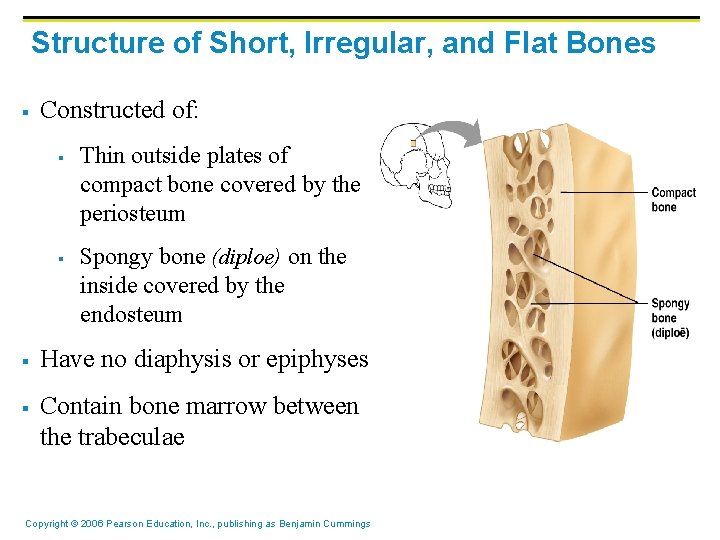 Structure of Short, Irregular, and Flat Bones § Constructed of: § § Thin outside