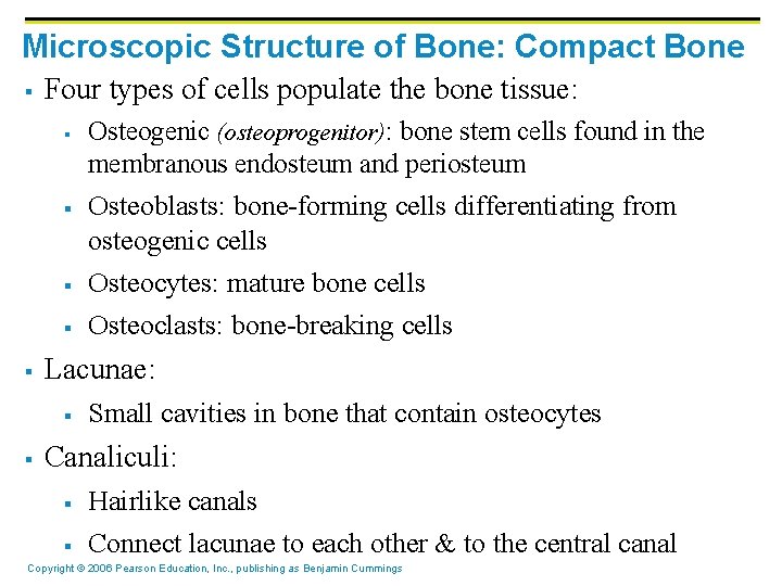 Microscopic Structure of Bone: Compact Bone § Four types of cells populate the bone