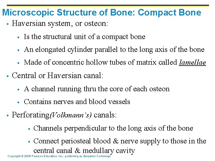 Microscopic Structure of Bone: Compact Bone § § § Haversian system, or osteon: §