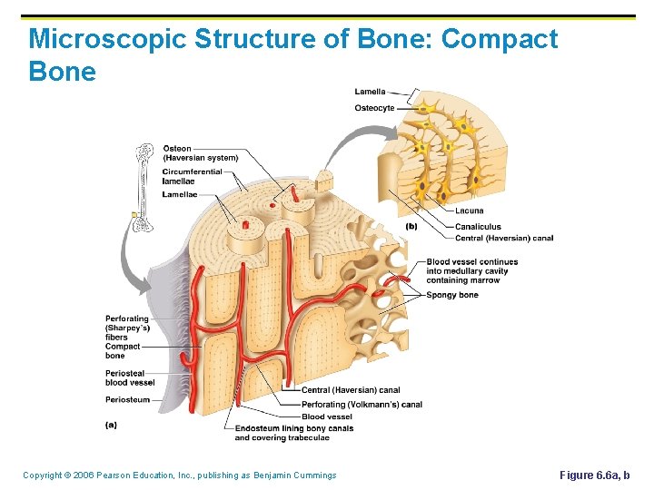 Microscopic Structure of Bone: Compact Bone Copyright © 2006 Pearson Education, Inc. , publishing