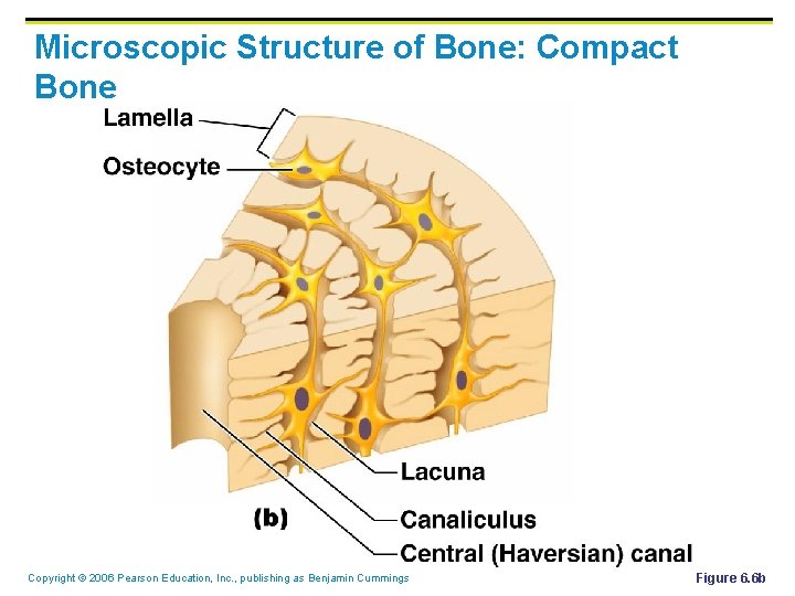 Microscopic Structure of Bone: Compact Bone Copyright © 2006 Pearson Education, Inc. , publishing