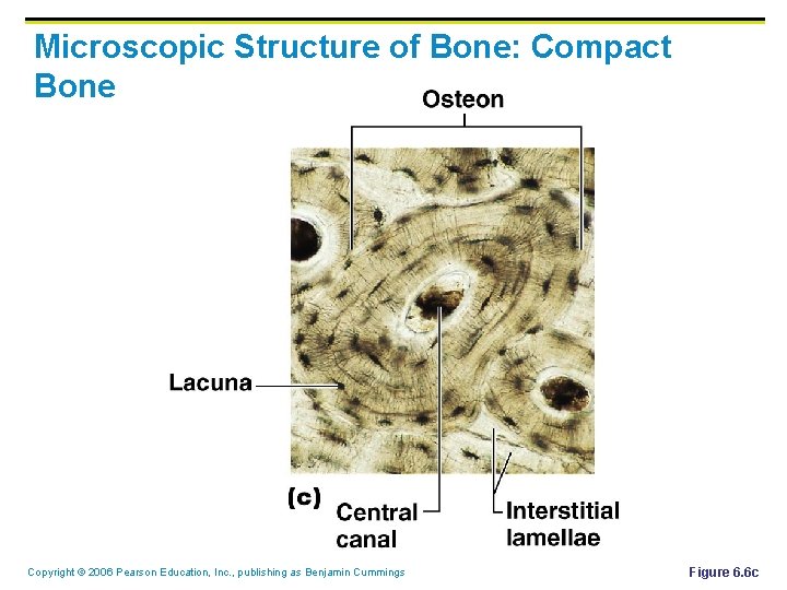 Microscopic Structure of Bone: Compact Bone Copyright © 2006 Pearson Education, Inc. , publishing