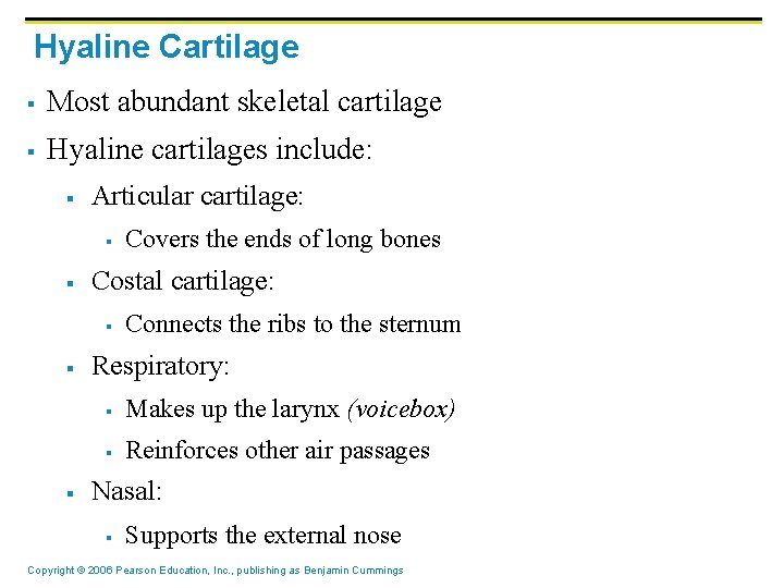 Hyaline Cartilage § Most abundant skeletal cartilage § Hyaline cartilages include: § Articular cartilage: